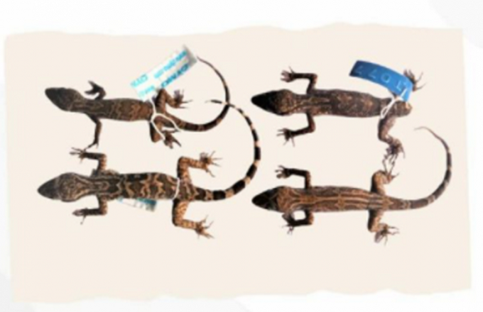 cecak-jari-lengkung
